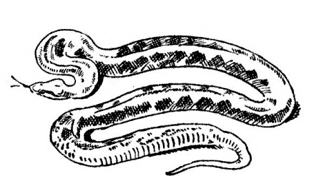 imagini de colorat sarpe anaconda